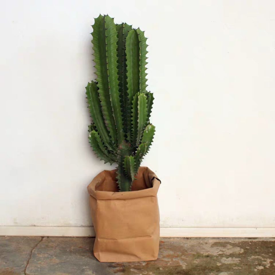 龙骨盆栽 巴西龙骨盆栽青龙骨植物室内 多肉植物花卉仙人柱量天尺