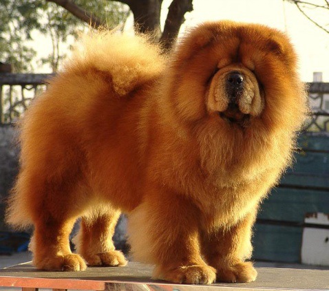 松狮犬幼犬纯种包健康宠物狗活物小狗中型犬狗活幼体奶狗