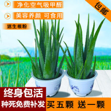 一件代发库拉索芦荟盆栽可食用直接美容芦荟防辐射除甲醛芦荟花苗