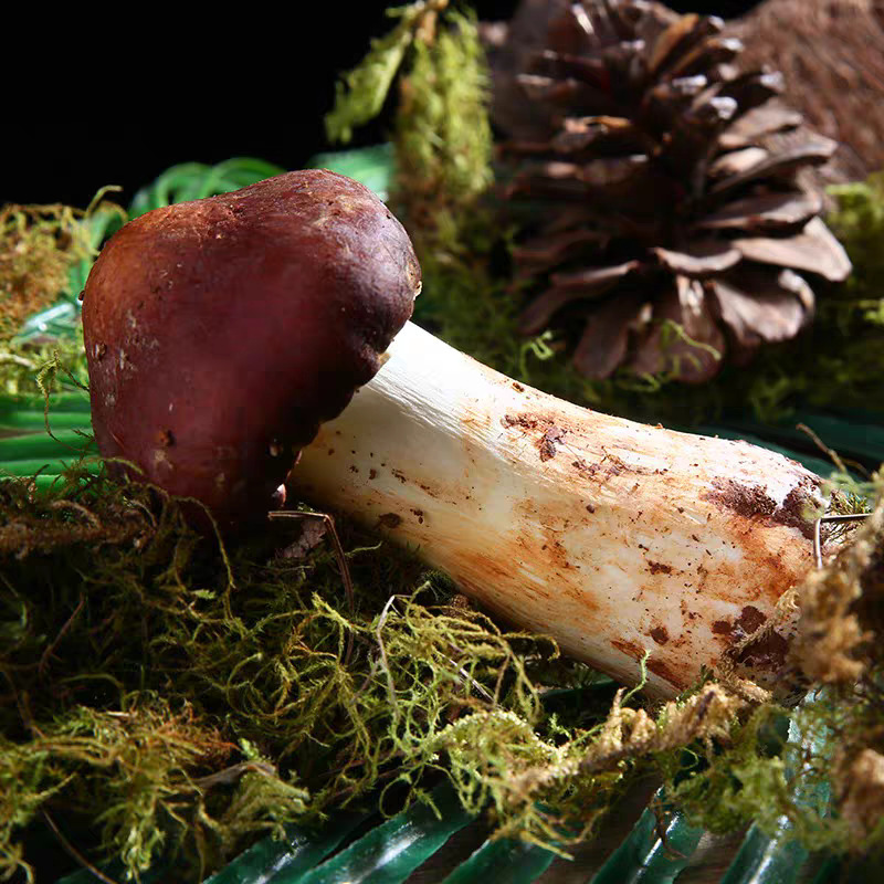 古田新鲜赤松茸两斤装蘑菇菌菇整箱一件代发批发-阿里巴巴