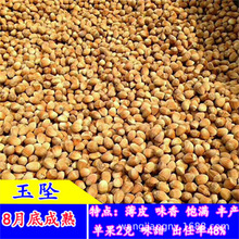 平欧大榛子美国大榛子树苗辽榛玉坠苗树地栽盆栽北方种植当年结果