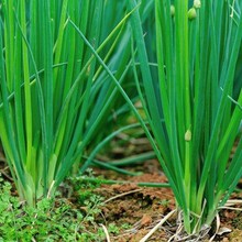 小香葱种子南方细米葱籽庭院阳台盆栽种菜多年生蔬菜春秋播种种子