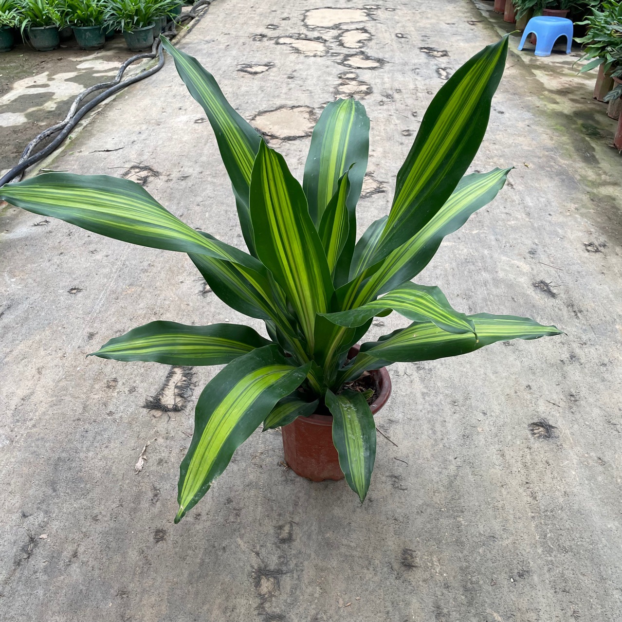 基地直发金心荷花铁盆栽造型大绿植美人铁荷兰铁盆栽盆景绿植批发