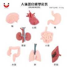 仿真人体器官模型大脑心脏胃肝肺肾大肠小肠儿童科教启蒙认知教具