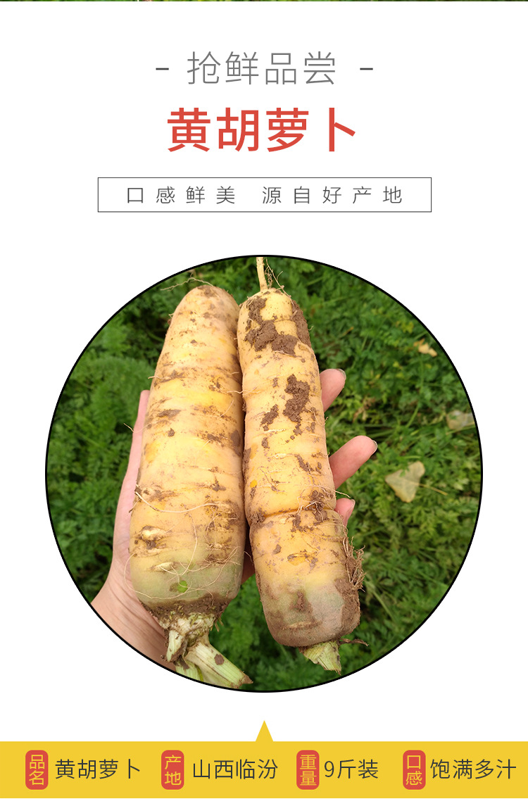 2021今年新鲜黄胡萝卜五斤九斤山西黄胡萝卜新疆抓饭黄色的胡萝卜