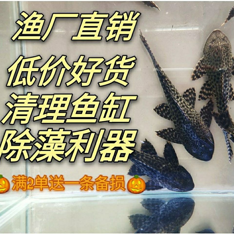 清道夫观赏鱼活体清洁鱼缸除藻吃鱼便垃圾工具鱼黑金豹纹淡水鱼
