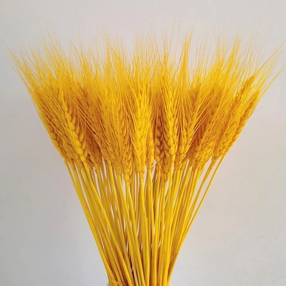 原色麦穗干花批发婚庆装饰拍摄道具田园植物自然色麦穗真麦子