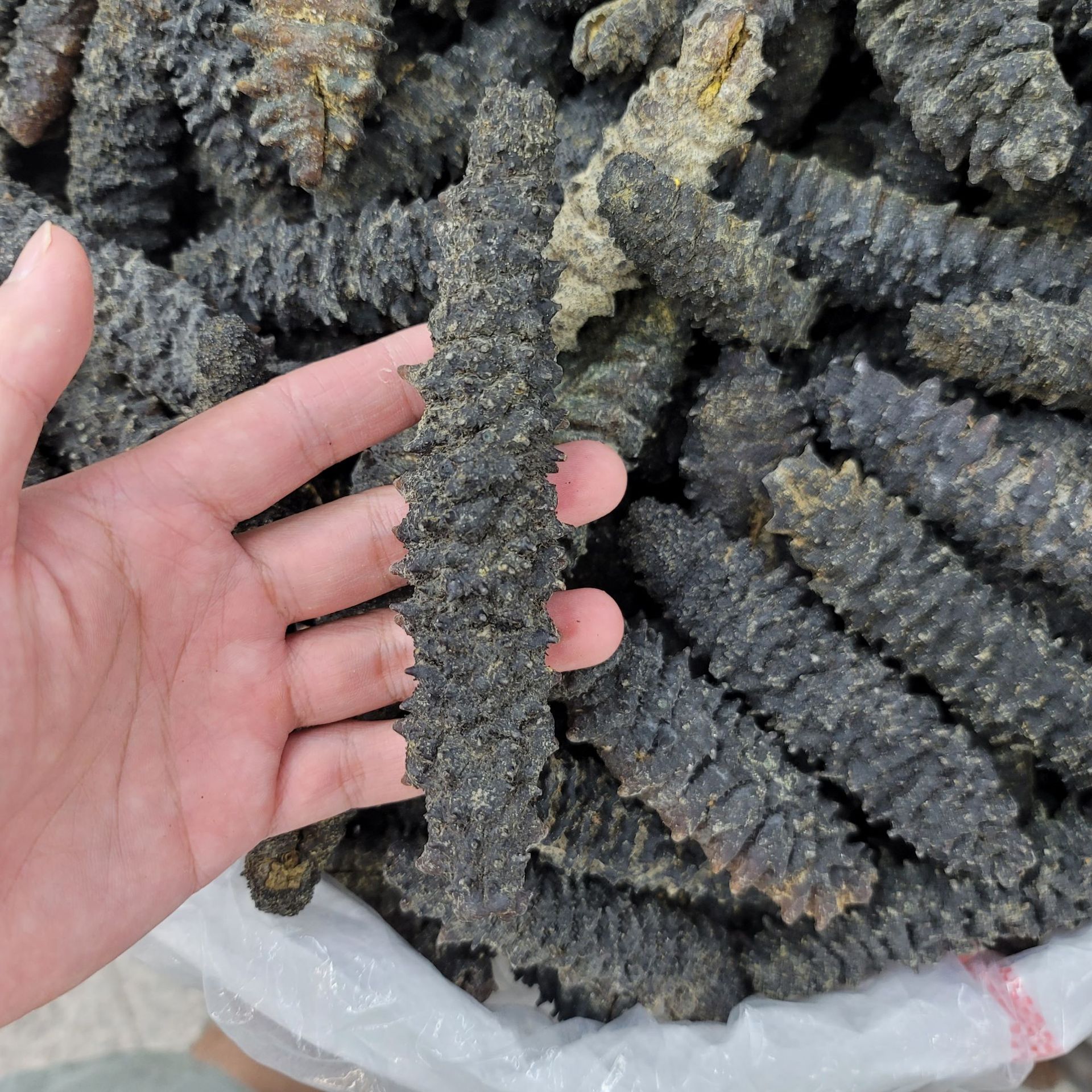 龙纹参螺纹参螺丝参淡干海参深海干货-阿里巴巴