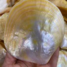 炫彩光泽金色蝴蝶贝 天然海水贝壳 金蝶贝 拍摄背景 螺钿镶嵌原料