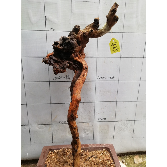 精品黄荆树桩舍利镂空疙瘩老桩庭院阳台盆景素材练手易活盆栽绿植