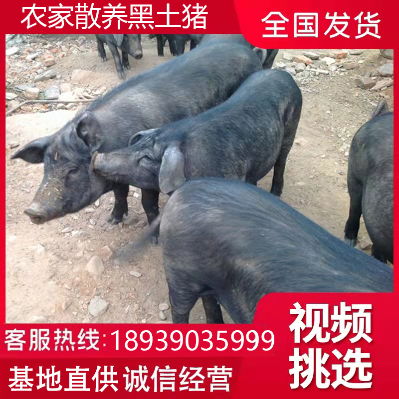 放养型土黑猪养殖场批发出售大体型生态黑猪农家散养土猪活猪生猪