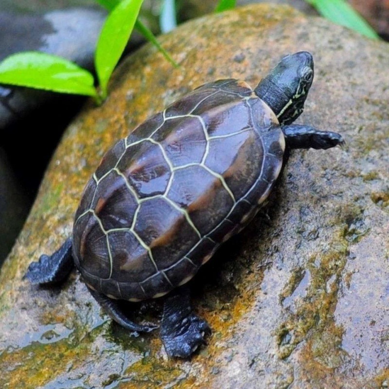 草龟乌龟母种龟大乌龟活体观赏龟水龟包活厂家直销跨境速卖通代发