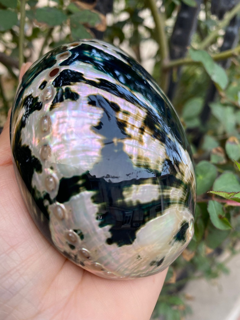 10-11厘米炫彩光泽黑金鲍 黑鲍鱼壳 天然贝壳海螺 鼠尾草燃烧壳