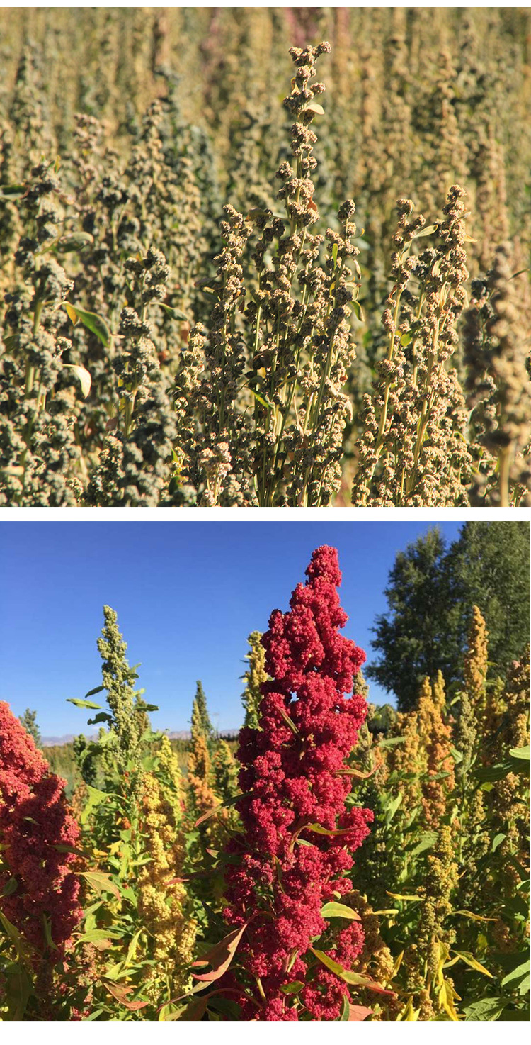 玻利维亚大颗粒白藜麦 白色藜麦 500g/包 量大价格优 粗粮可开票