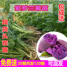 紫薯紫罗兰红薯苗高产脱毒种植地瓜苗种番薯叶苗山芋紫心蕃薯秧苗