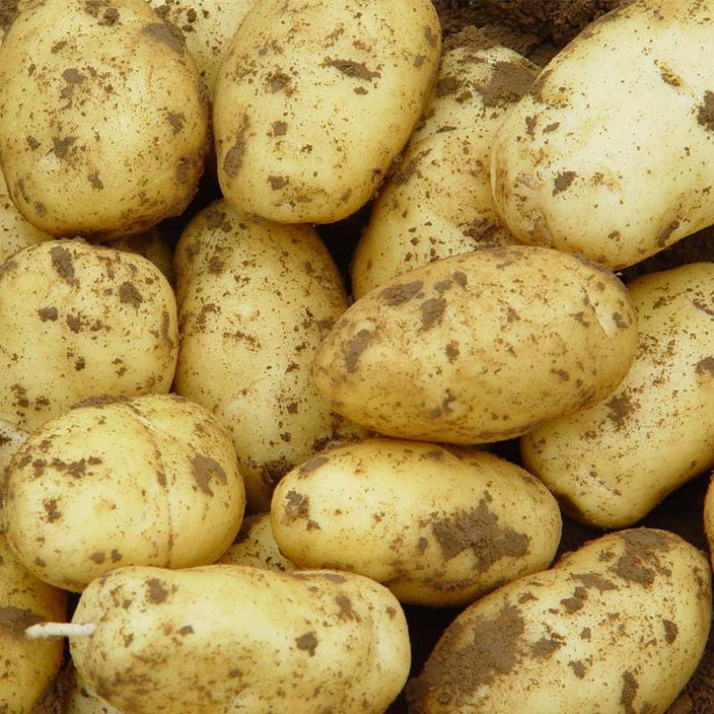 山东鲜土豆-山东鲜土豆厂家,品牌,图片,热帖-阿里巴巴