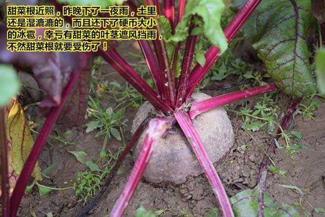 【品质】甜菜根新鲜红菜头凉拌蔬菜红心萝卜紫菜头红甜菜1/5斤