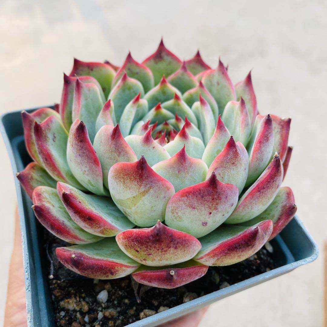 吉娃娃多肉植物水蜜桃多肉植物非常容易多肉静夜多肉全店满无