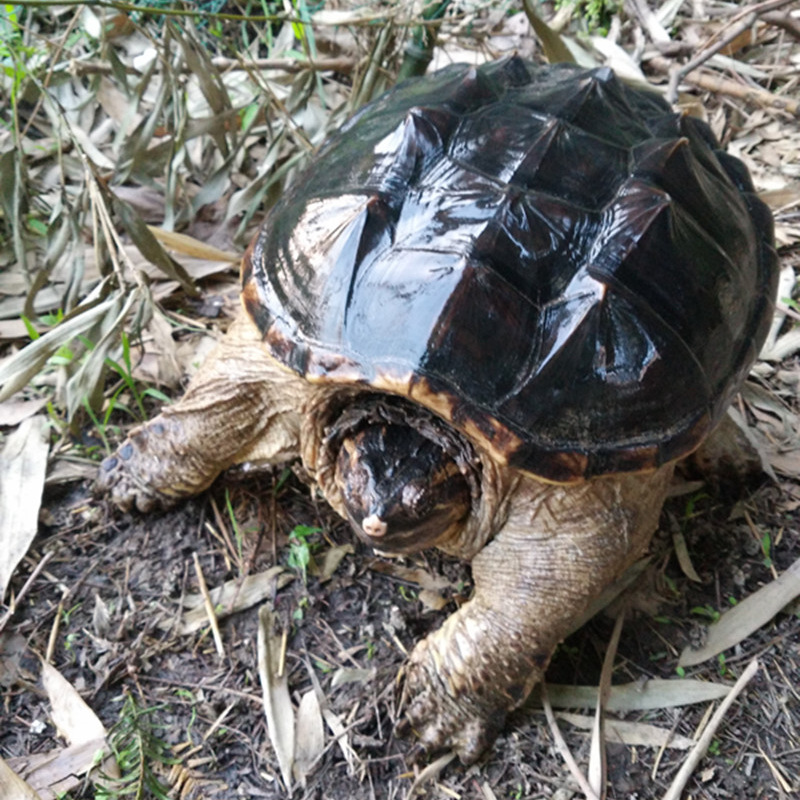 乌龟10斤20斤30斤佛鳄龟巨型活体宠物鳄龟50斤大鳄超大便宜养观赏