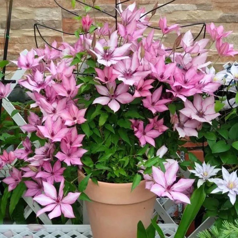 九芽植物吉赛尔铁线莲大道小苗花瀑系列花量巨大原盆带土庭院阳台