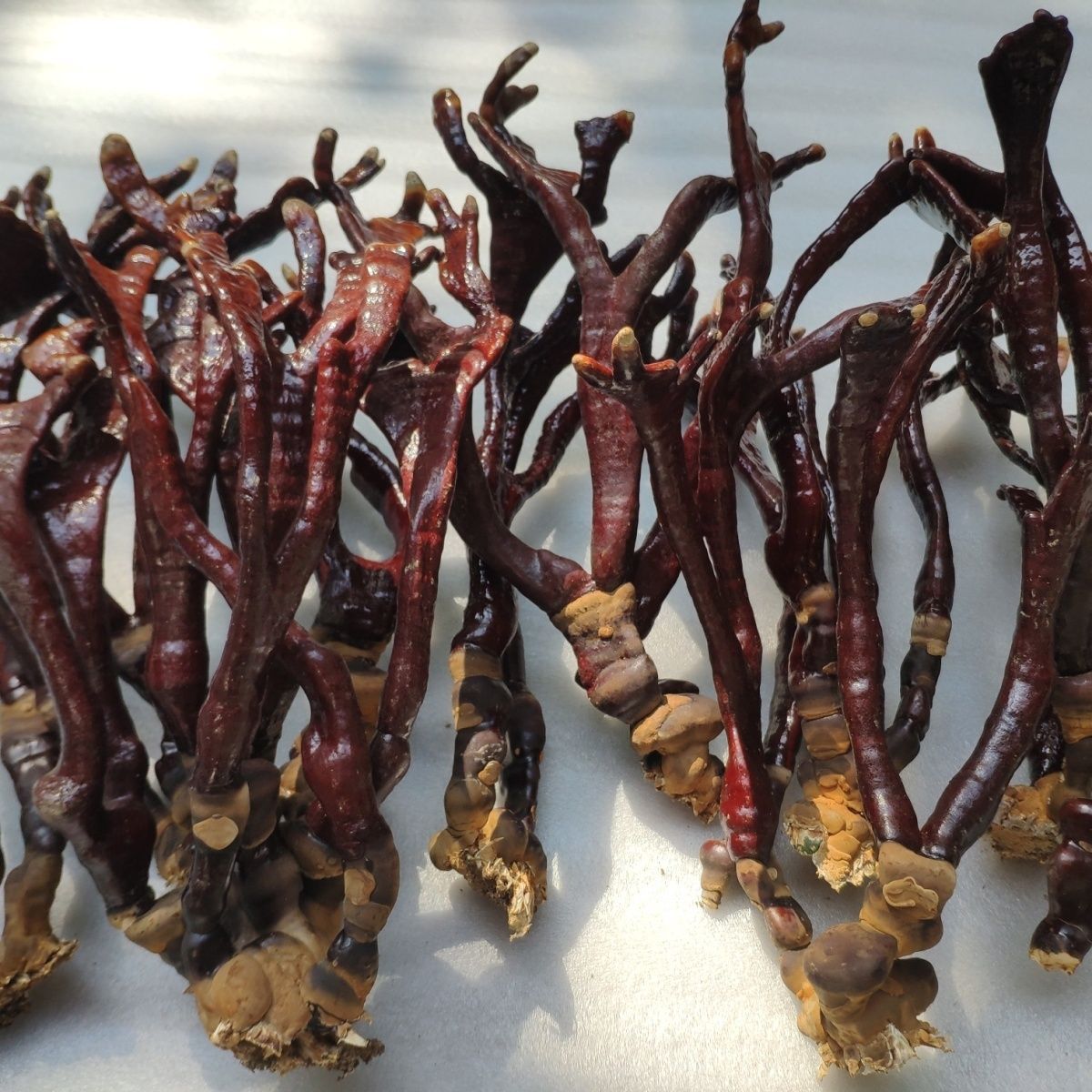 灵芝草鹿角灵芝灵芝一等品真品野生干货材大尺寸泡酒