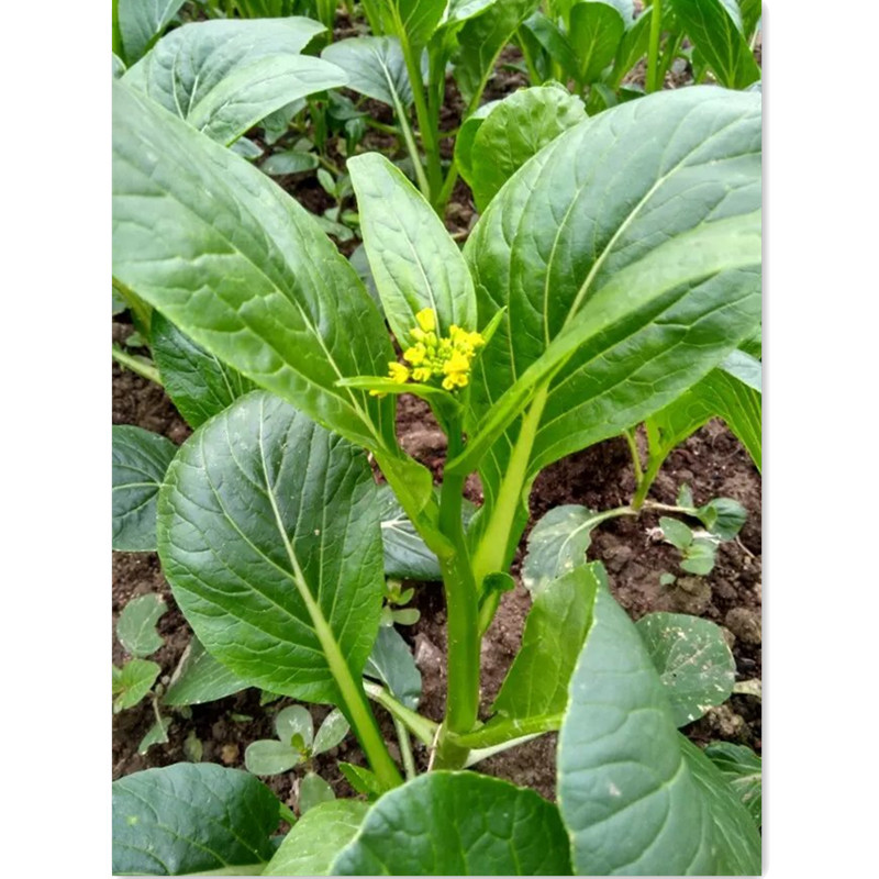 广东省农科院 尖叶40天菜心种子200克粤蔬牌耐热早熟甜菜心种籽