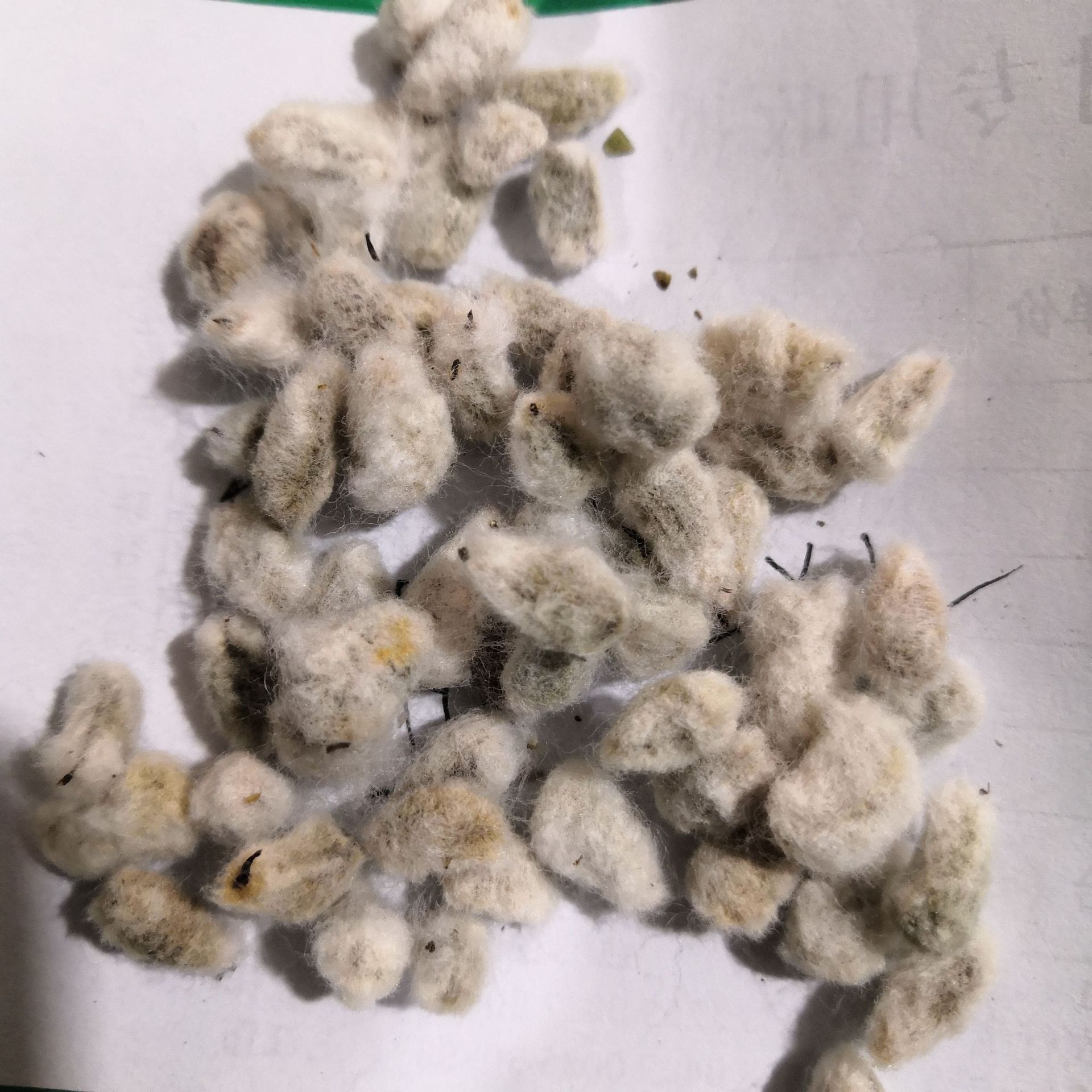 中药材棉花籽 野棉花籽 棉花子 实物拍摄 批发零售