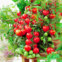 番茄种子盆栽四季易活小西红柿苗植物室外水果开花室内花种子籽孑