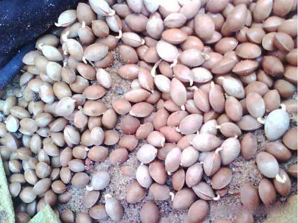 银杏种子 原生银杏树种子 百年老树 白果种子 公孙树种子 包邮