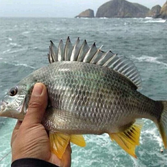 海钓黄翅鱼 黑刺鱼 黄鲷 黄赤鱼黄鳍鲷,黄鳍,黄鳍鲷黄立鱼