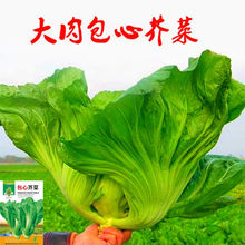 包心芥菜种子高产早熟大芥菜种籽腌制酸菜四季播阳台盆栽蔬菜种孑