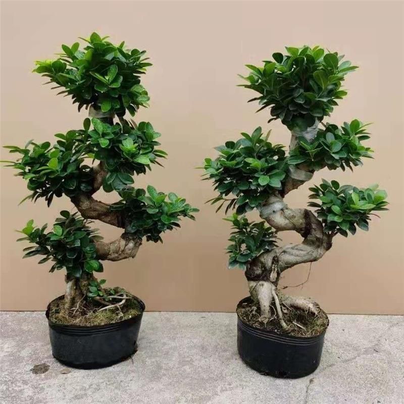 盆景树桩榕树大号八字榕人参榕盆栽客厅四季常青植物好养易活绿植