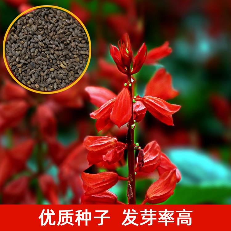 一串红种子红爆仗象牙红矮杆串红多季播花海景观易种耐寒花卉