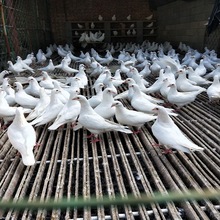 养殖基地出售落地王鸽 白羽王鸽 新鲜鸽子蛋 散养肉鸽多少钱一只