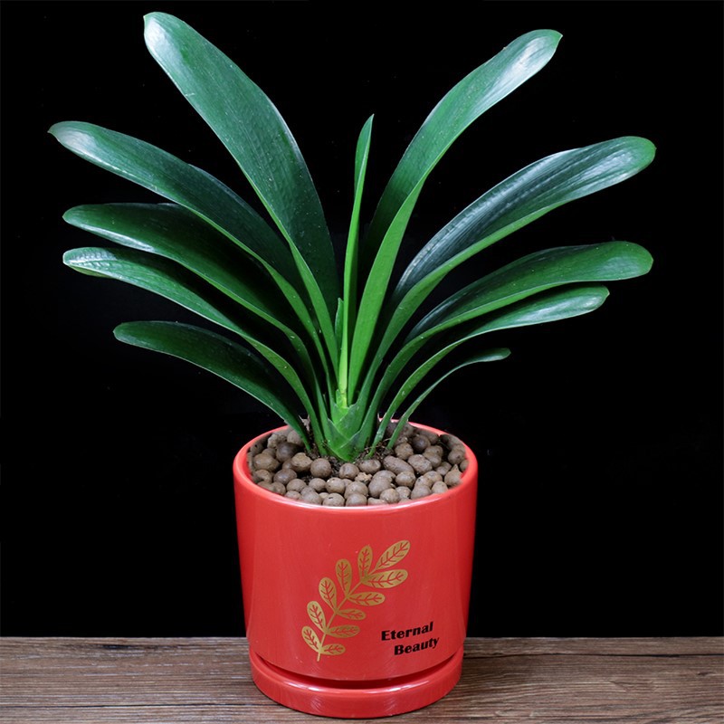 君子兰盆栽圆头君子兰花卉君子兰花苗盆栽四季常青植物蝴蝶兰好养