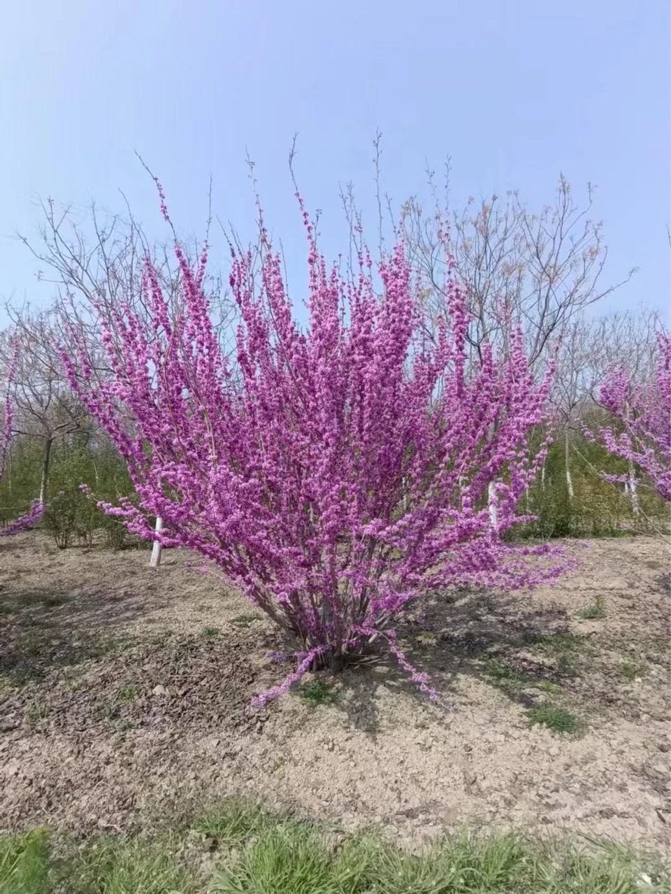 丛生紫荆价格小区绿化工程苗木批发基地
