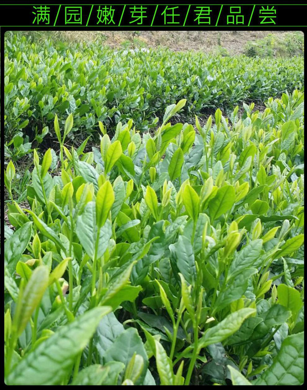 茶叶绿茶2021新茶恩施硒茶高山绿茶特级绿茶明前浓香茶叶500克