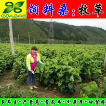 桑树实生大叶桑苗杂交苗养蚕蛋白桑饲料桑北方苗量大优惠顺丰包邮
