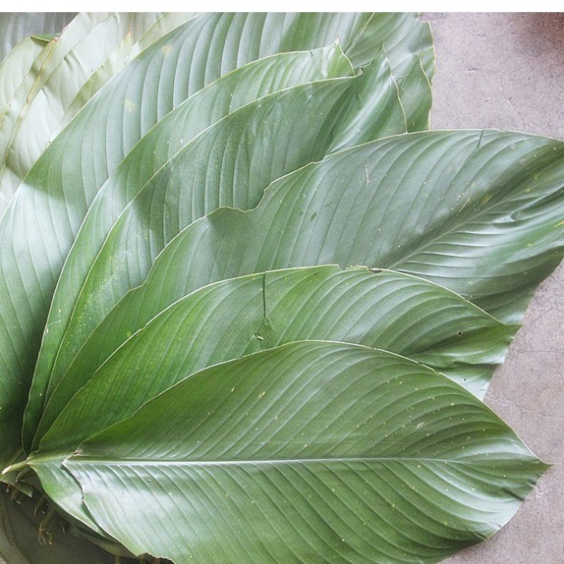 粽叶包粽子包邮海南儋州白沙大粽子的叶子种裹蒸冬非广西首单立减