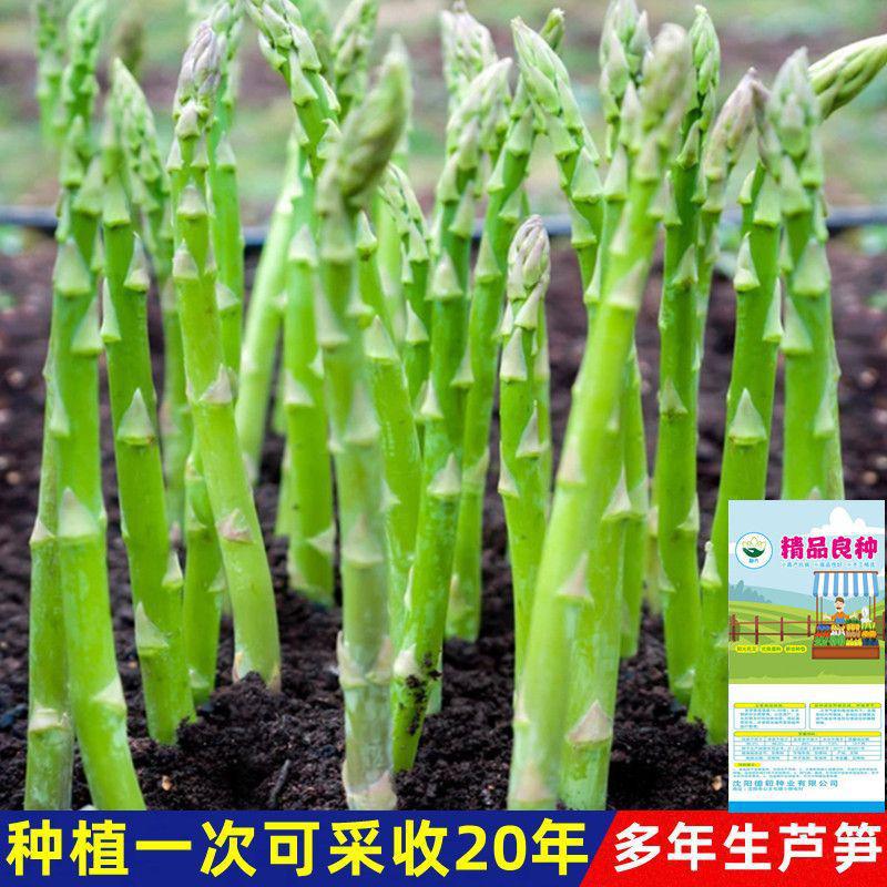 多年生芦笋种子高产蔬菜绿芦笋种子籽春夏秋冬蔬菜种子大全