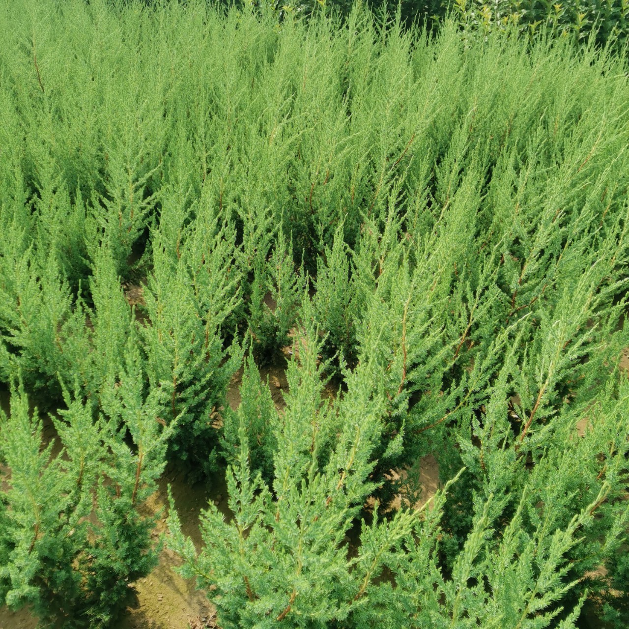 苗圃种植观赏桧柏丹东桧柏 四季长青树绿篱苗 露地园林植物乔木