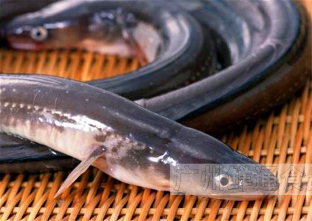 【新西兰冰川鳗鱼】1.5~4斤 按斤计价 新鲜活鳗鱼烤鳗鱼火锅酒楼