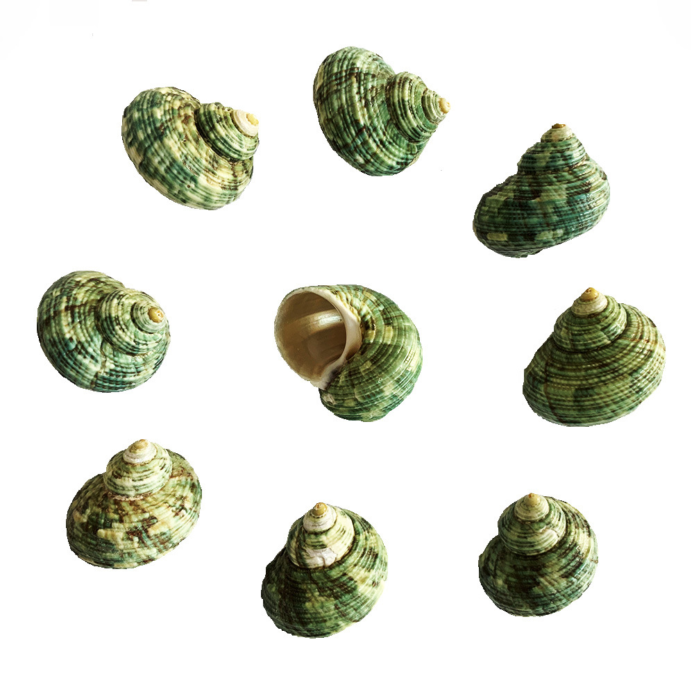爱贝来自然海螺 绿螺寄居蟹壳 装饰海螺贝壳 鱼缸造景亚马逊货源