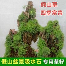 假山植物附石草 造景四季假山造景珍珠草盆景草籽吸水石专室内