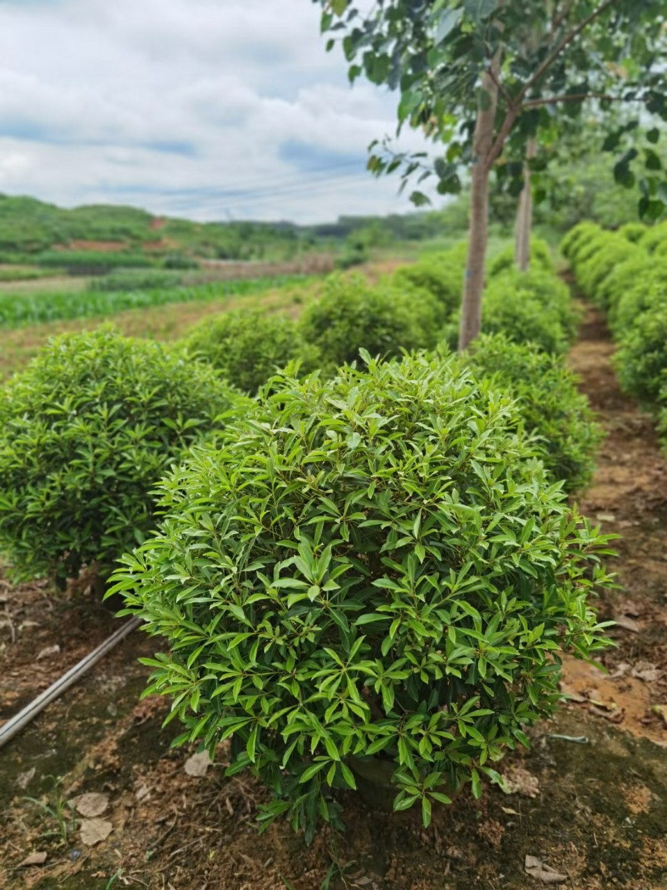 2112基地供应 台湾海桐 0.8-1.5米球形 袋苗 长叶海桐 球型袋苗