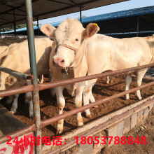 育肥肉牛 供应改良肉牛犊价格 利木赞牛 夏洛莱牛肉牛羊养殖场