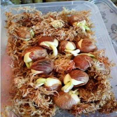 室内盆栽绿植 发财树种子 1粒价格 辫子发财树独杆发财树种子促销