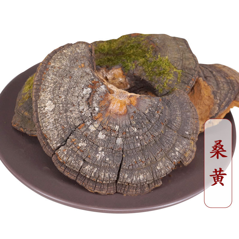 桑黄500g统别名桑上寄生胡孙眼桑黄菇针层孔菌梅树菌