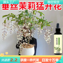 垂丝茉莉专用营养液促开花治黄叶枯萎生长慢专用液体肥批发