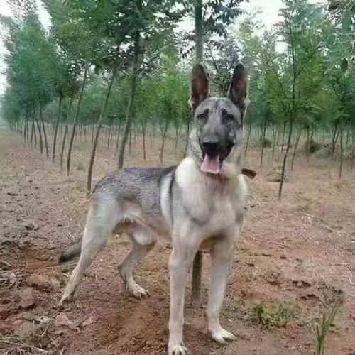 出售纯种狼青犬 大型中华狼青犬活体幼犬 狼青护卫犬工作犬-阿里巴巴